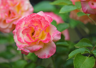 Colorful Rose flower