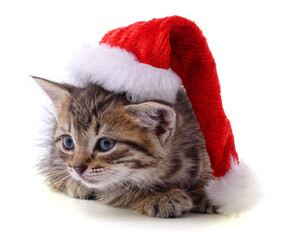 Obraz na płótnie Canvas Kitten in Christmas hat.