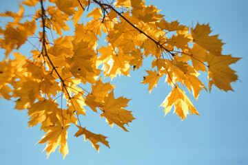Fototapeta na wymiar yellow maple leaves on branches on background of autumn sky.