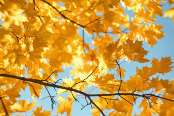 yellow maple leaves on branches on background of autumn sky.