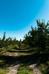 Fototapeta premium cosecha de manzana en la patagonia