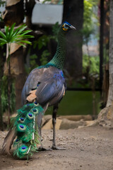 Peacock (Pavo cristatus) walks inside the zoo enclosure. This beautiful bird is also known as a symbol of beauty, elegance, and mysticism