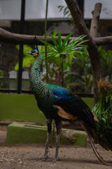 Peacock (Pavo cristatus) walks inside the zoo enclosure. This beautiful bird is also known as a symbol of beauty, elegance, and mysticism
