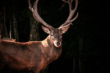 Buck in focus with big antlers