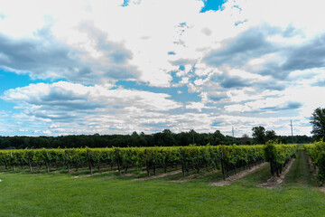 Fototapeta premium vineyard in summer