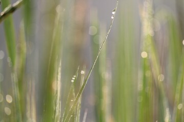 dew drops on grass