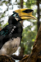 White-bellied kangkareng (Anthracoceros albirostris) is a species of hornbill in the bucerotidae family. This beautiful bird is spread across India, China & Southeast Asia. This bird has a large beak