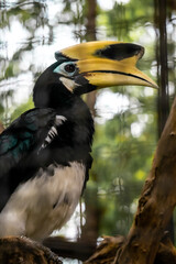White-bellied kangkareng (Anthracoceros albirostris) is a species of hornbill in the bucerotidae family. This beautiful bird is spread across India, China & Southeast Asia. This bird has a large beak