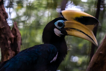 White-bellied kangkareng (Anthracoceros albirostris) is a species of hornbill in the bucerotidae family. This beautiful bird is spread across India, China & Southeast Asia. This bird has a large beak