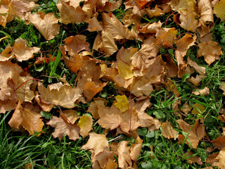 autumn dry yellow leaves on green grass on a Sunny day