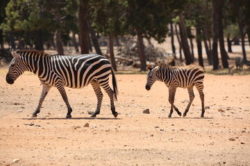 Obraz na płótnie Canvas zebra in the zoo