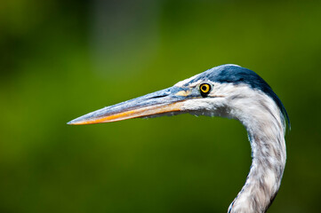 Close-up, head shot of a Great Blue Heron