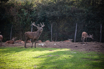 Buck in focus with big antlers