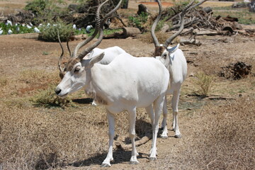 antelope in the zoo