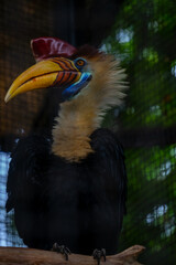 the sulawesi wrinkled hornbill (Knobbed hornbill) is a species of hornbill in the Bucerotidae family. This endemic bird in Sulawesi has large yellow and red beaks. scientifically named Aceros cassidix
