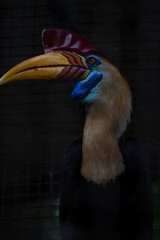 the sulawesi wrinkled hornbill (Knobbed hornbill) is a species of hornbill in the Bucerotidae family. This endemic bird in Sulawesi has large yellow and red beaks. scientifically named Aceros cassidix