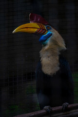 the sulawesi wrinkled hornbill (Knobbed hornbill) is a species of hornbill in the Bucerotidae family. This endemic bird in Sulawesi has large yellow and red beaks. scientifically named Aceros cassidix