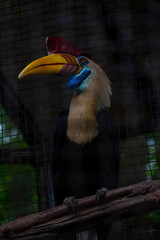 the sulawesi wrinkled hornbill (Knobbed hornbill) is a species of hornbill in the Bucerotidae family. This endemic bird in Sulawesi has large yellow and red beaks. scientifically named Aceros cassidix