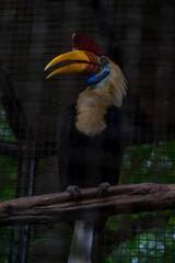 the sulawesi wrinkled hornbill (Knobbed hornbill) is a species of hornbill in the Bucerotidae family. This endemic bird in Sulawesi has large yellow and red beaks. scientifically named Aceros cassidix