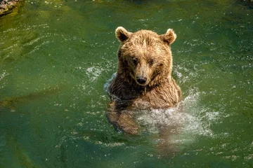 Foto op Aluminium Bear, Animal Park Goldau, Schwyz, Switzerland © Alena