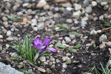 early bloomer crocuses grow bright purple from the ground in the garden in late winter to spring