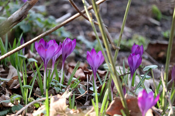 early bloomer crocuses grow bright purple from the ground in the garden in late winter to spring