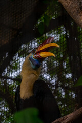 the sulawesi wrinkled hornbill (Knobbed hornbill) is a species of hornbill in the Bucerotidae family. This endemic bird in Sulawesi has large yellow and red beaks. scientifically named Aceros cassidix