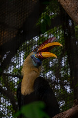 the sulawesi wrinkled hornbill (Knobbed hornbill) is a species of hornbill in the Bucerotidae family. This endemic bird in Sulawesi has large yellow and red beaks. scientifically named Aceros cassidix