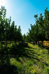 cosecha de manzana en la patagonia