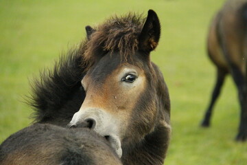 Exmoor pony foal itching