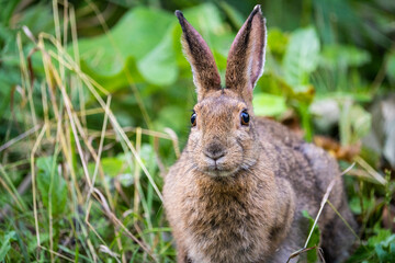 Easter cottontail foraging for food in the meadow