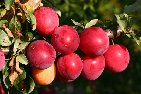 Attractive plums on the branch close-up. Rip red plums berries. High quality photo