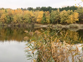 autumn in the forest