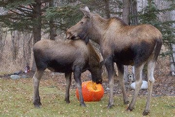 Naklejka na ściany i meble A mother moose stands watch as her calf, a young bull moose, devours a holiday pumpkin. Many Alaskans find their Halloween decorations missing the day after the holiday.