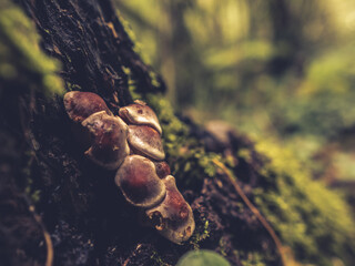 Groupe de champignons trouvé sur le tronc d'un arbre dans une forêt française