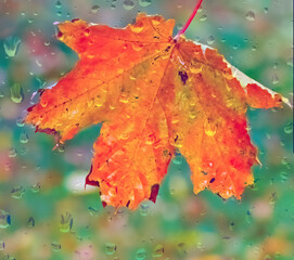 red maple leaf with water drops