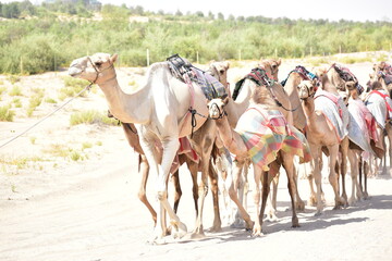 Many camels in a row, emirates,Abu Dhabi,UAE.