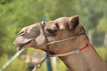 Closeup of a camel. Abu Dhabi, UAE.