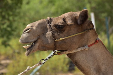 Closeup of a camel. Abu Dhabi, UAE.