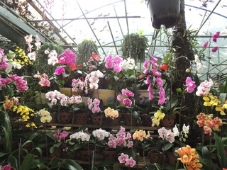 flowers in a greenhouse