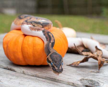 Python Snake