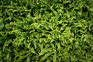 Top view image of colorful plants , ferns in a sunny greenhouse