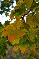 red yellow green maple leaves in autumn