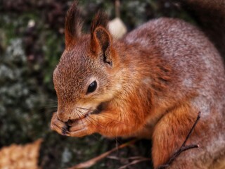 squirrel in the park