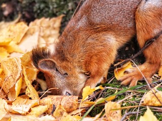 squirrel in the grass