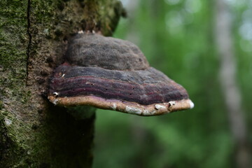 mushroom on a tree