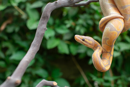 1 549 Best Ball Python Images Stock Photos Vectors Adobe Stock