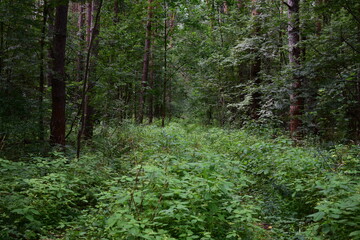 path in the forest