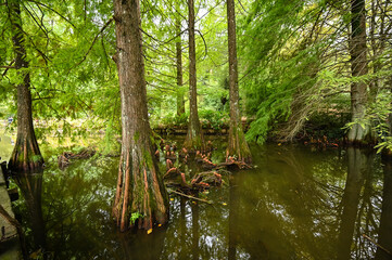 Fototapeta premium Taxodium distichum (L) Rich. Bald cypress is a dominant tree.