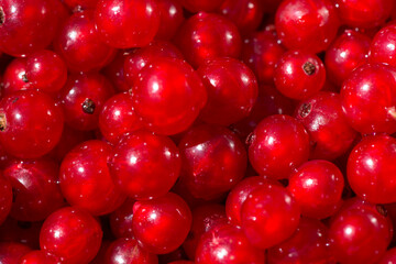 fruits rouge